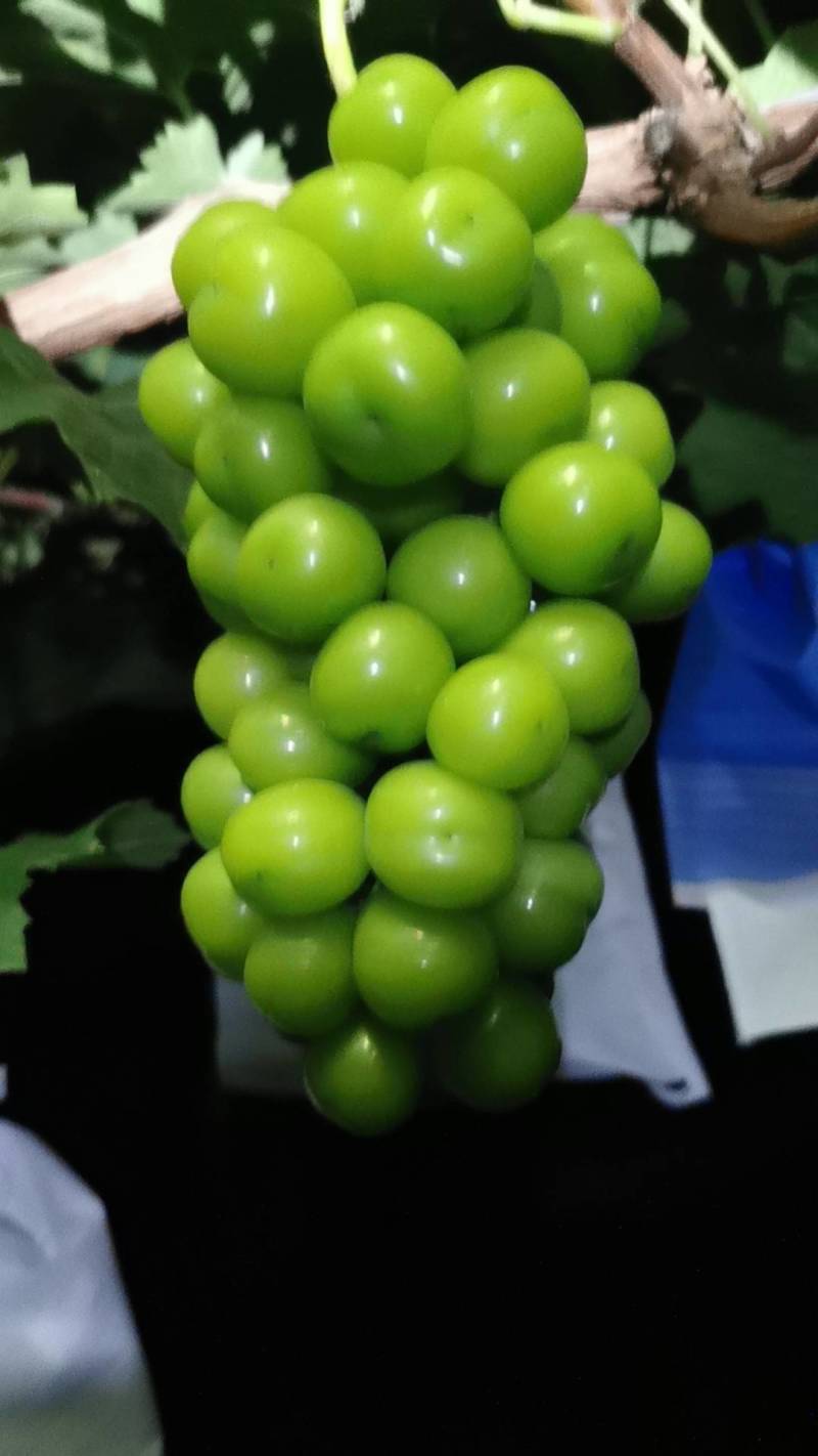 衢州阳光玫瑰