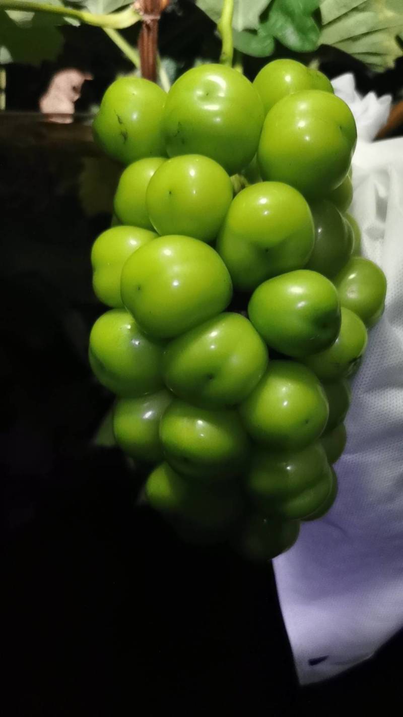 衢州阳光玫瑰