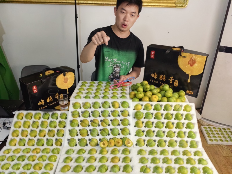 贵州黔西素朴蜂糖李千亩种植基地