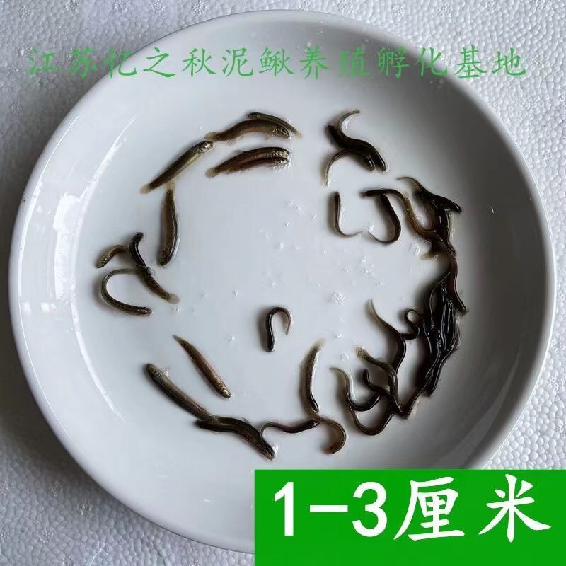 泥鳅苗