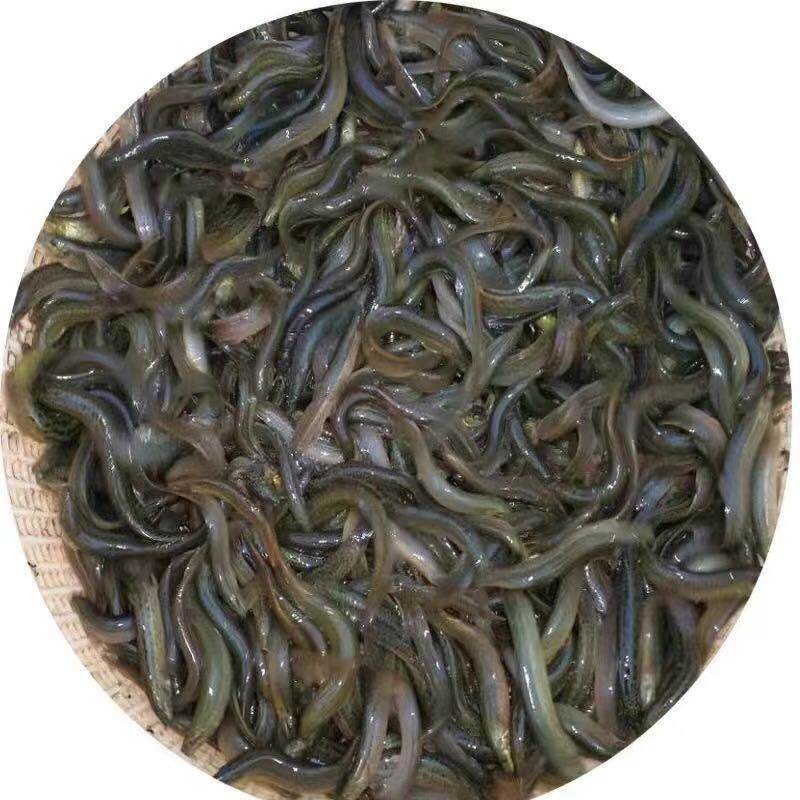 泥鳅苗
