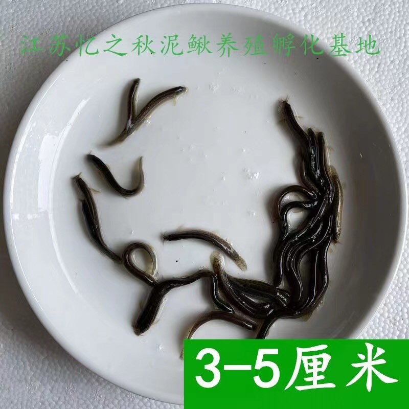 泥鳅苗