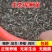 泥鳅苗