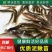 泥鳅苗