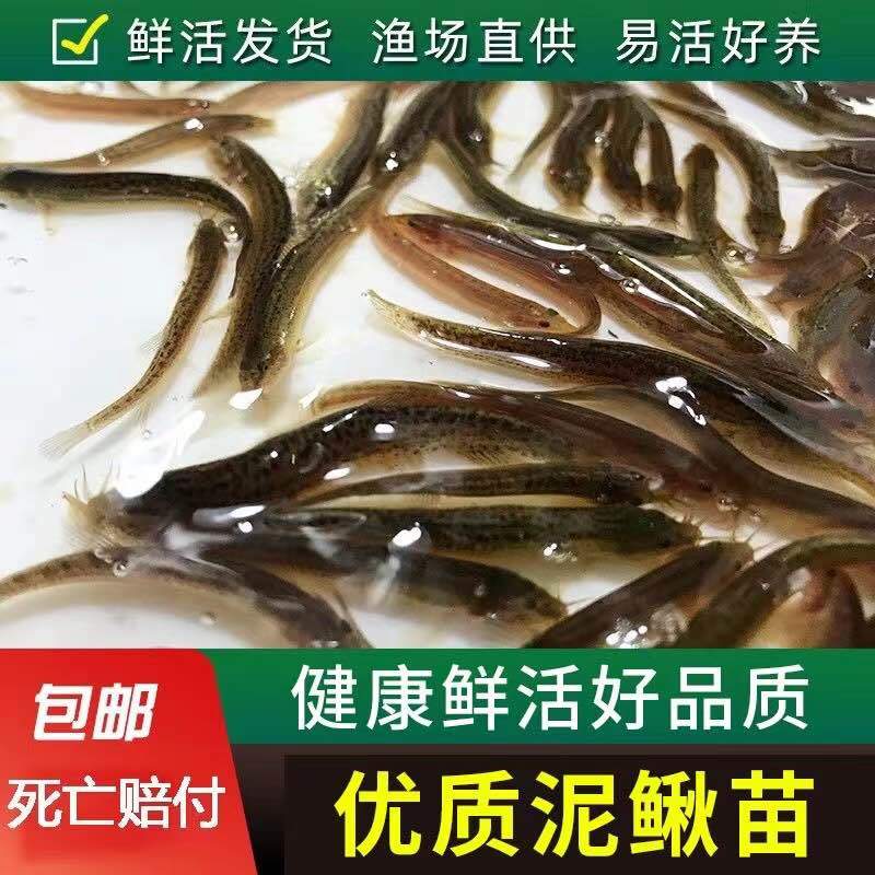 泥鳅苗