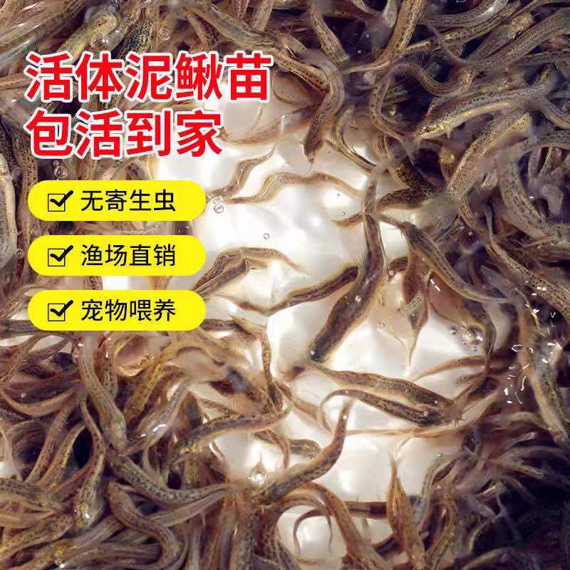 泥鳅苗