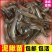 泥鳅苗