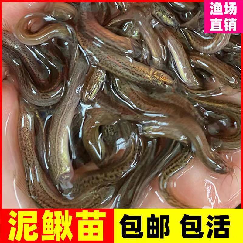 泥鳅苗