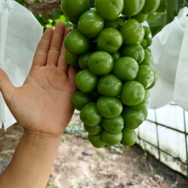 阳光玫瑰葡萄精品果，