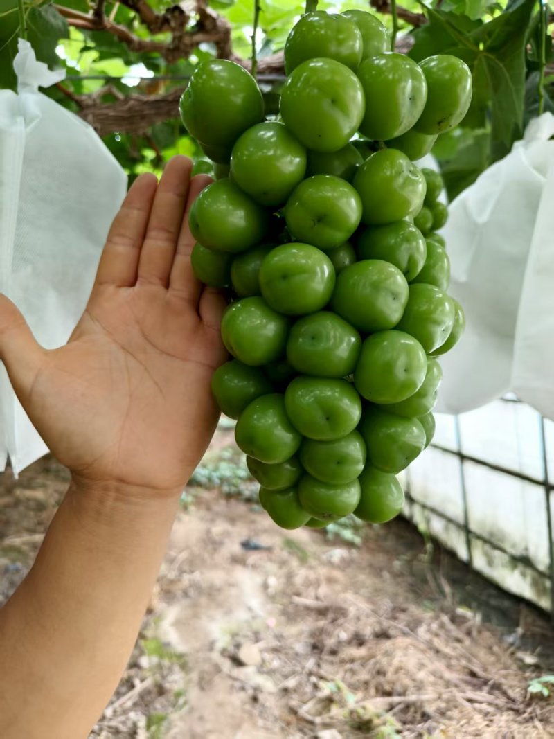 阳光玫瑰葡萄精品果，