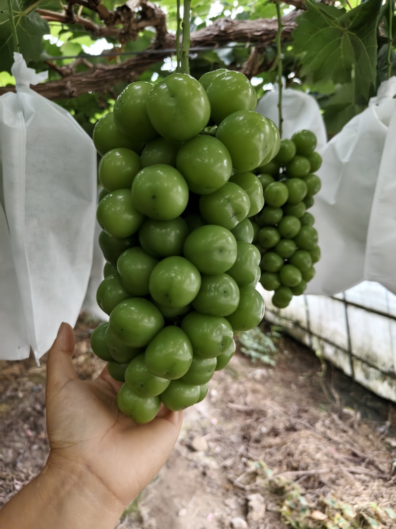 阳光玫瑰葡萄精品果，