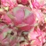 桂红龙花果