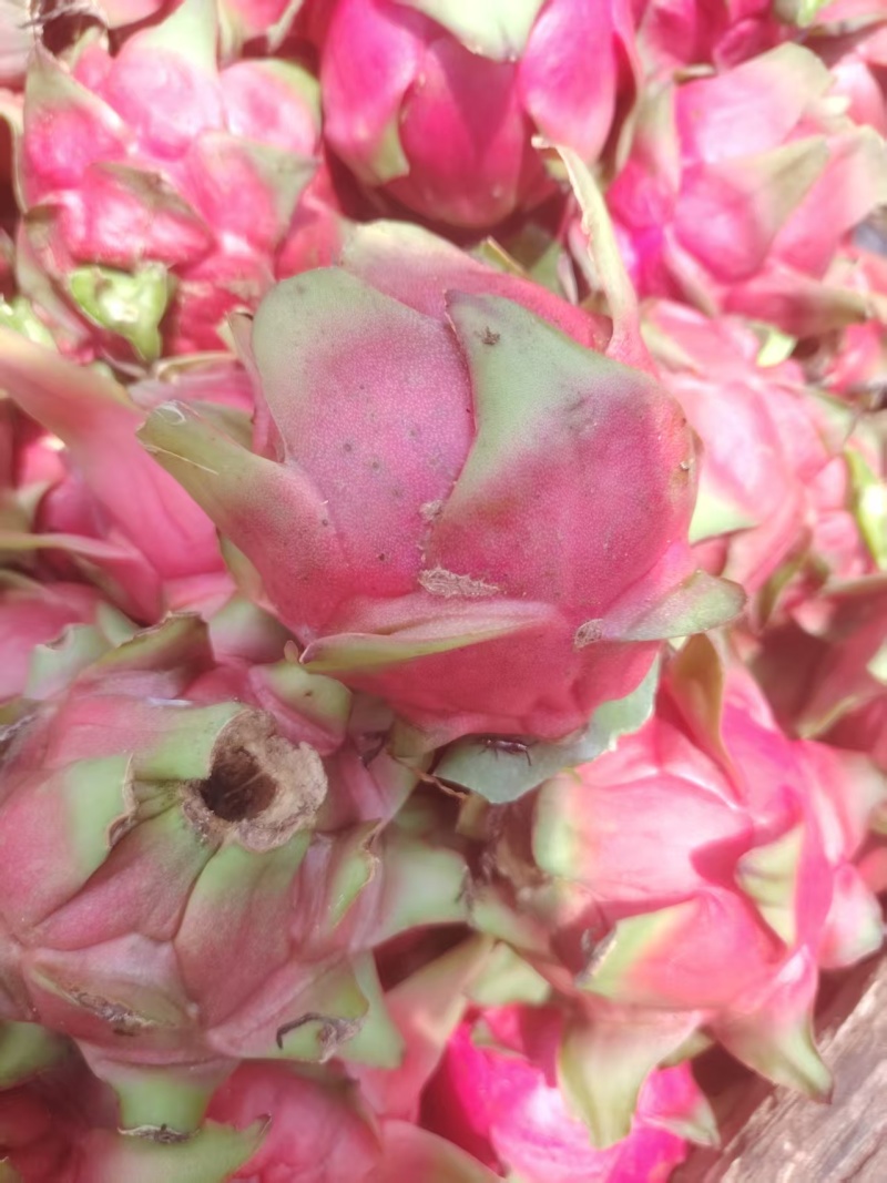 桂红龙花果