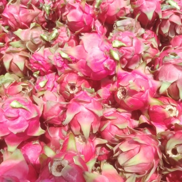 桂红龙花果
