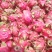 桂红龙花果