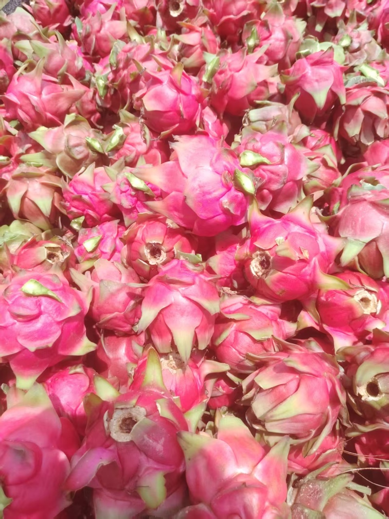 桂红龙花果