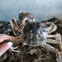 新疆冷水蟹预计9月10上市