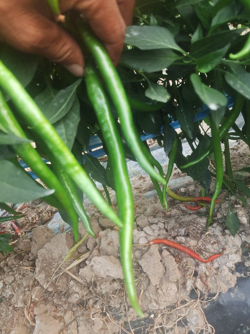 线椒