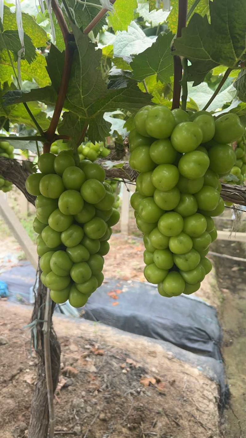 阳光玫瑰巨峰夏黑永优