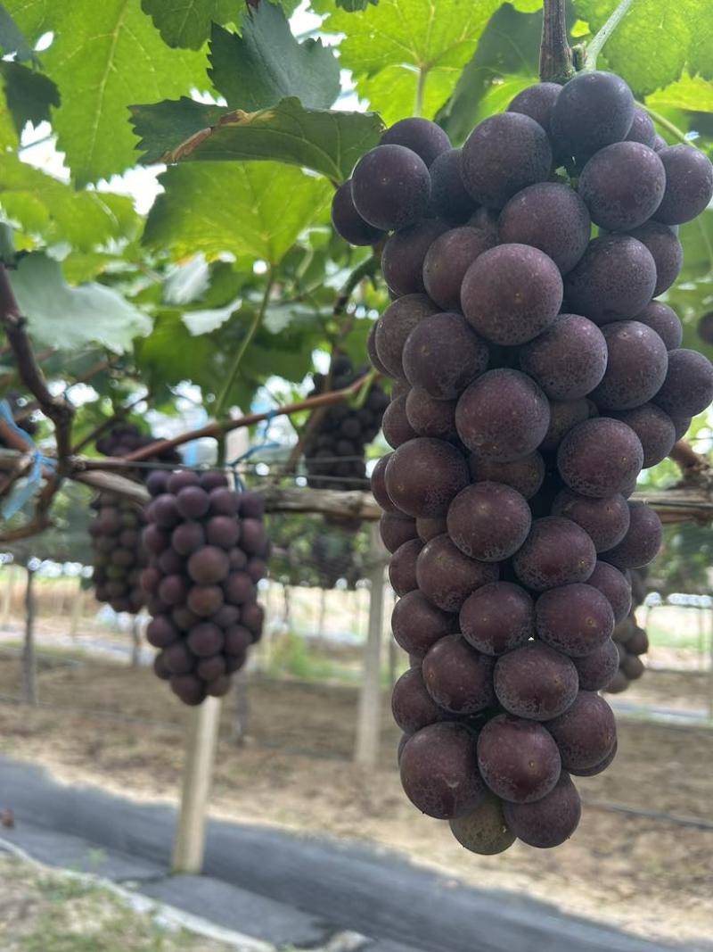 阳光玫瑰巨峰夏黑永优