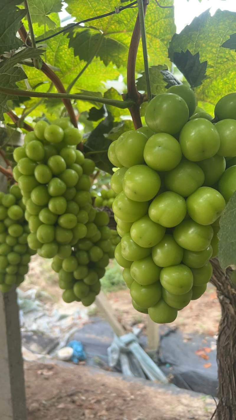 阳光玫瑰巨峰夏黑永优