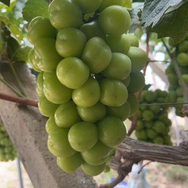 阳光玫瑰巨峰夏黑永优
