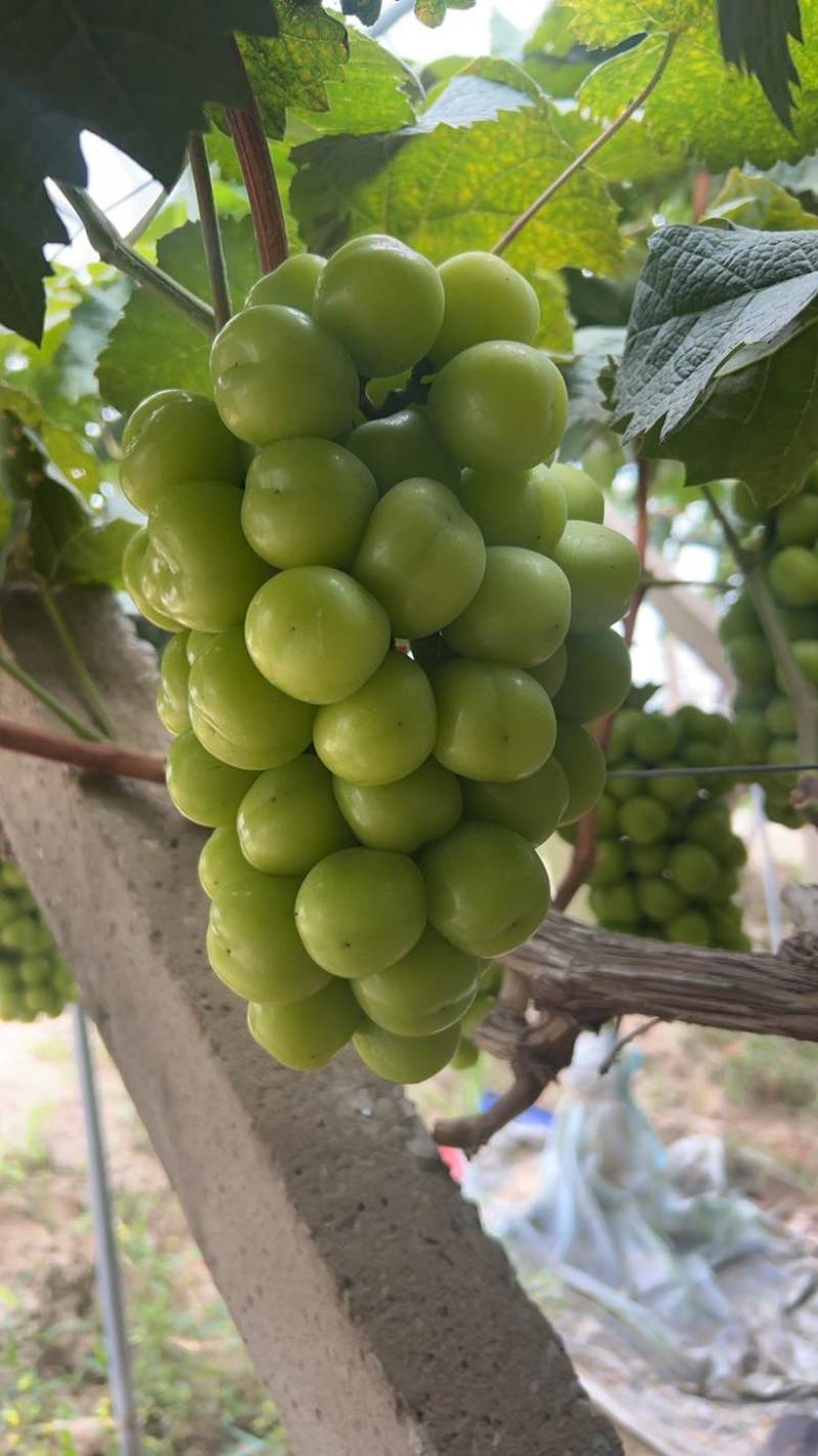 阳光玫瑰巨峰夏黑永优