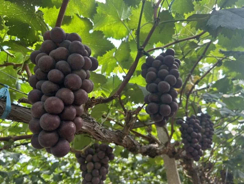 阳光玫瑰巨峰夏黑永优