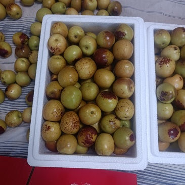 大荔冬枣，产地直发，多少都发