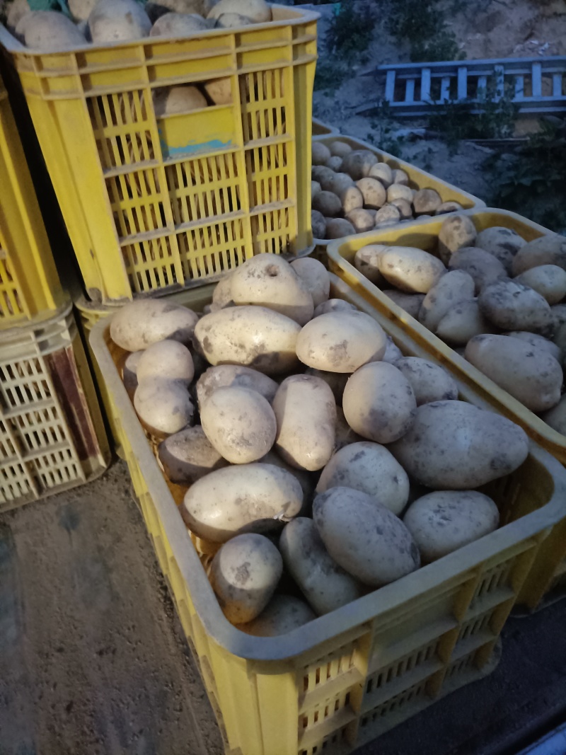 威海文登希森土豆