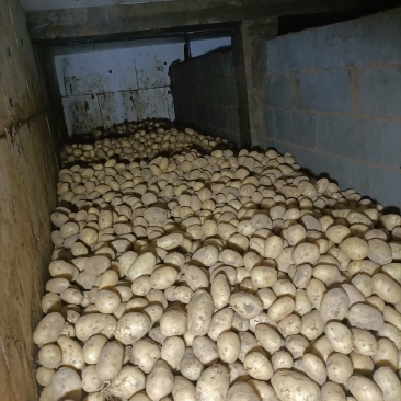 威海文登希森土豆