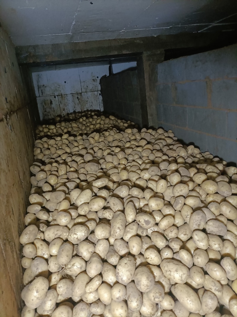 威海文登希森土豆