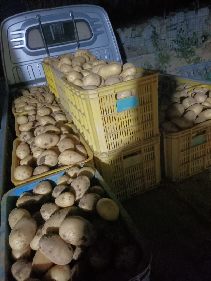 威海文登希森土豆