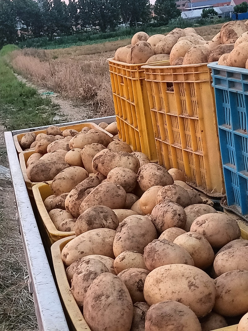 威海文登希森土豆