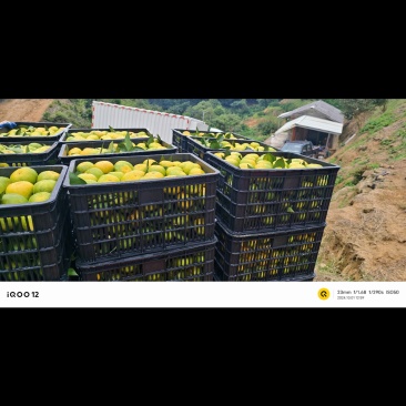 赣南蜜橘