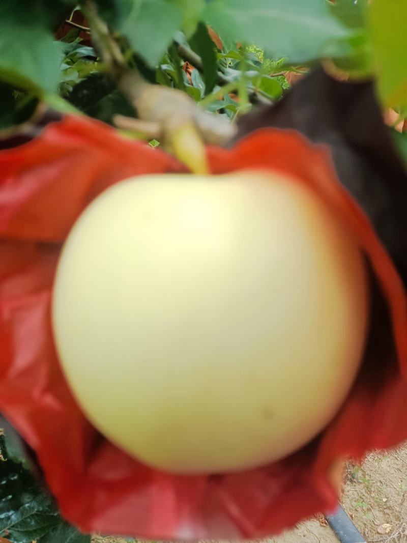 山东嘎啦苹果