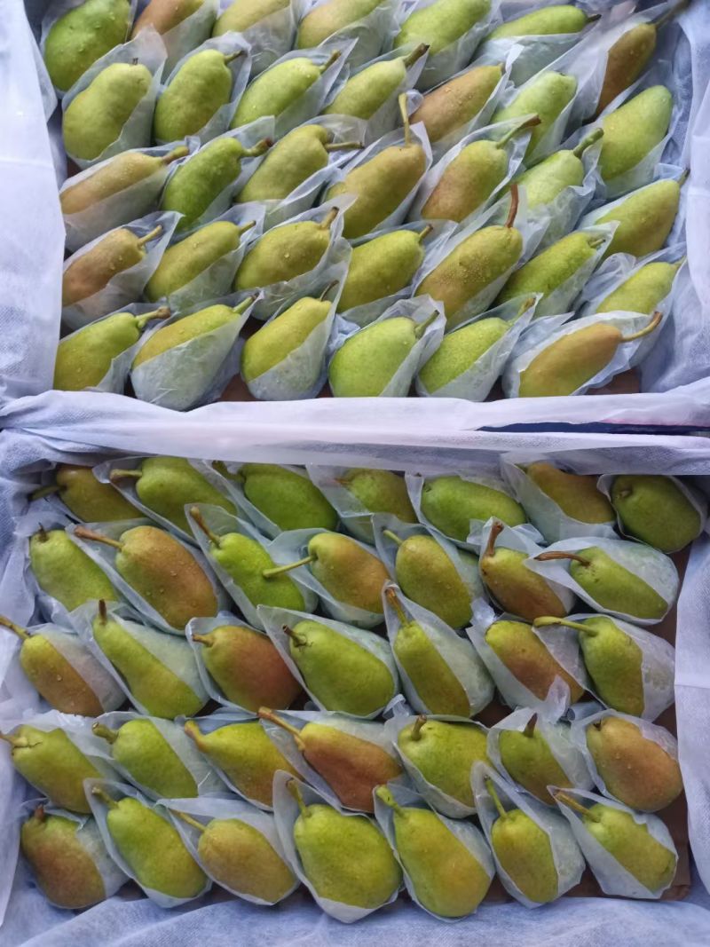 烟台市莱州市车轴梨婆婆梨直销，有需要的老板可以联系我