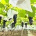 河南洛阳夏黑葡萄