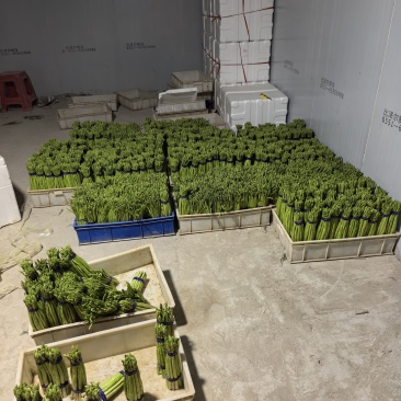 大量芦笋日产万斤以内