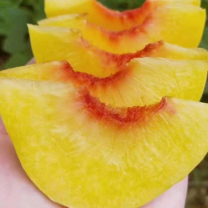 黄桃