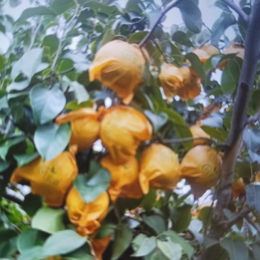 云南雪花梨