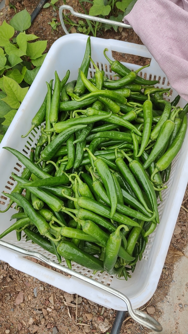 辣椒