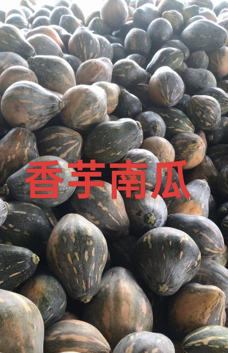 湖南怀化精品香芋南瓜，欢迎电话骚扰