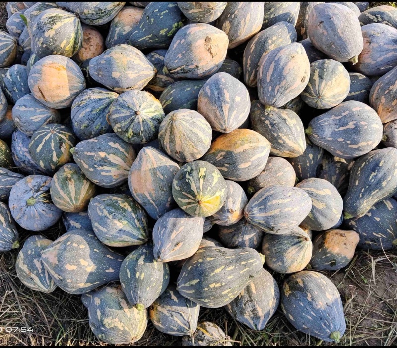 湖南怀化精品香芋南瓜，欢迎电话骚扰