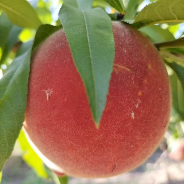 扬中市生态园无农药精品黄桃