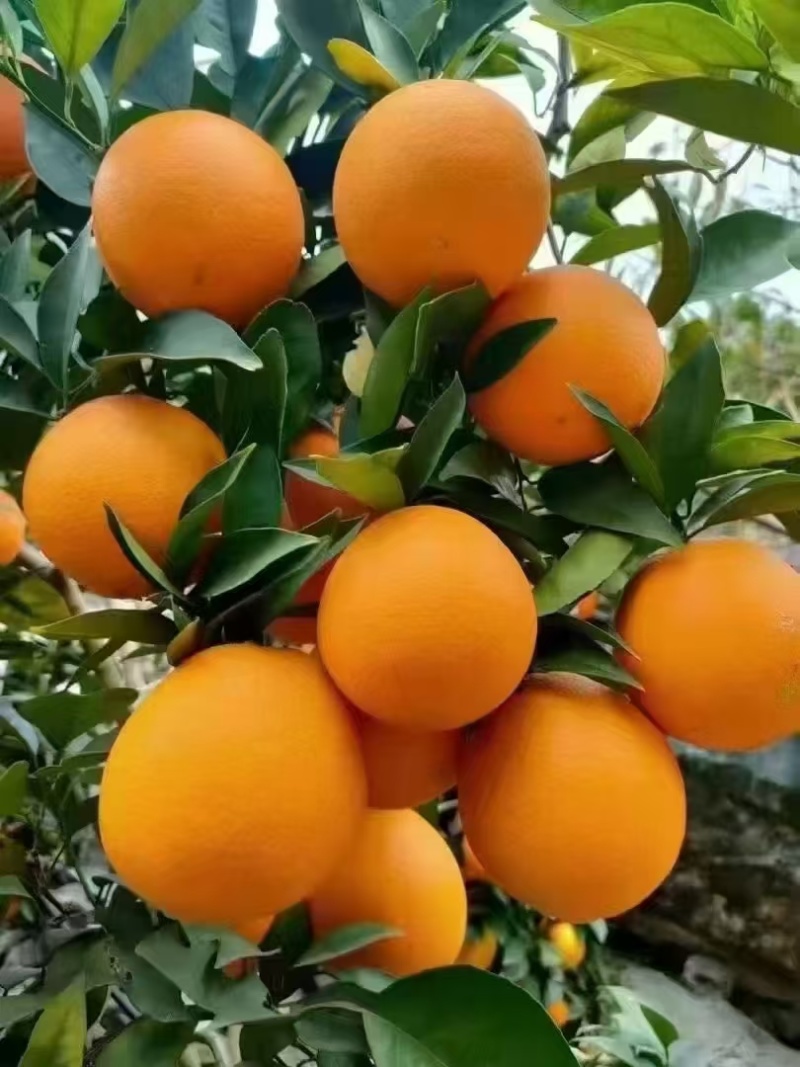 雷波脐橙
