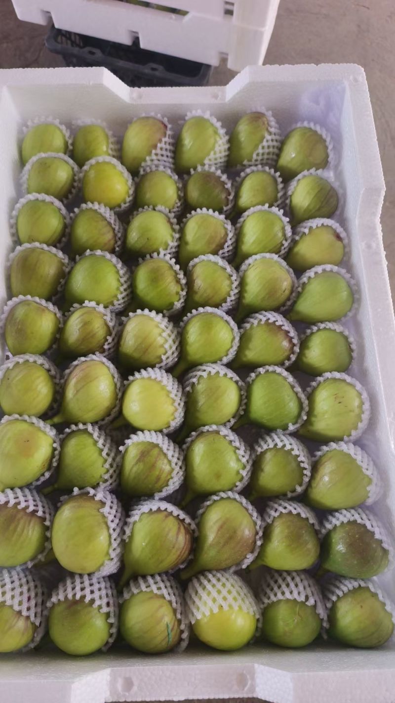 昆明東川無花果產地代發