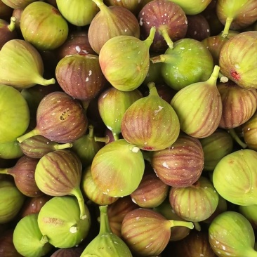 昆明東川無花果產地代發