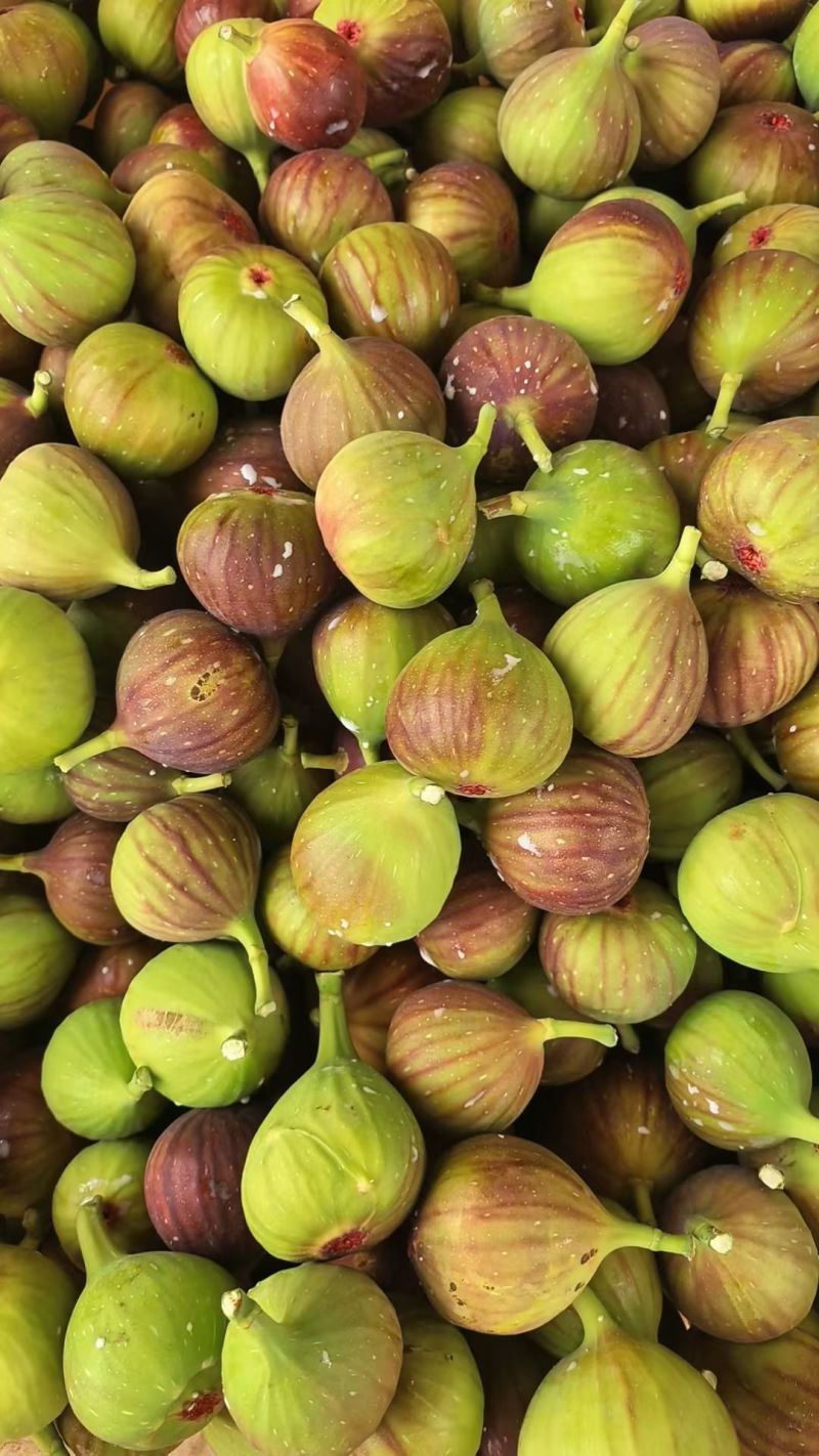 昆明東川無花果產地代發