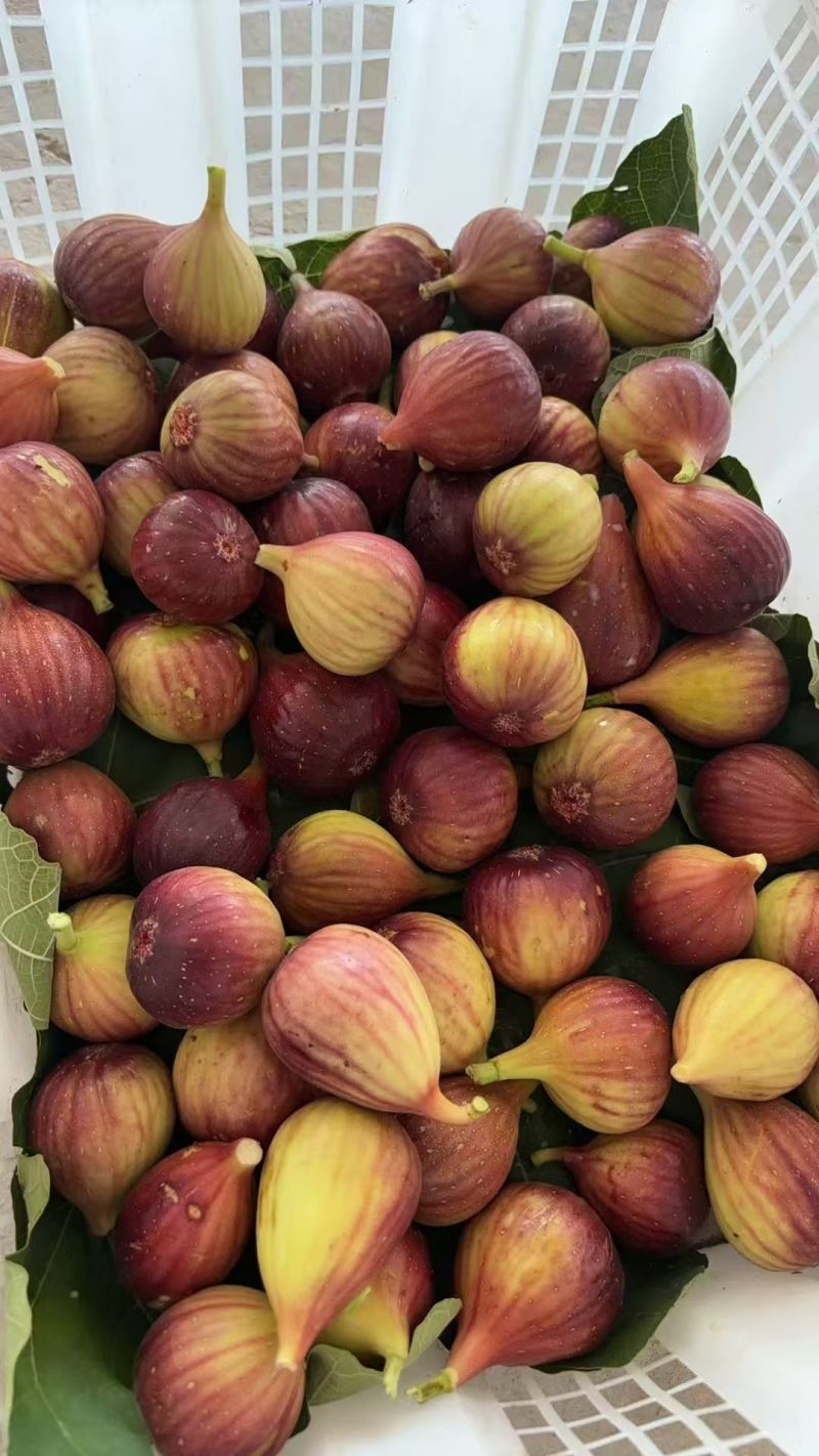 昆明東川無花果產地代發